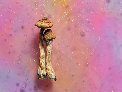 Psilocybin mushrooms on pink bright colorful background. Psychedelic magic mushrooms Golden Teacher....