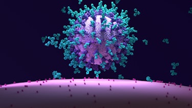 Antibodies work to neutralize SARS-CoV-2 by binding to the S protein and blocking entry (ACE2)  into a host cells. 3d illustration