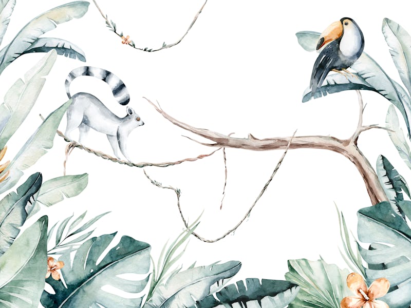 Watercolor jungle illustration of a lemur and toucan on white background. Madagascar fauna zoo exoti...