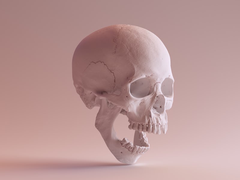 White Skull with Jaw Open 3Q Right 3d illustration skull scan scsuvizlab CC Attribution   