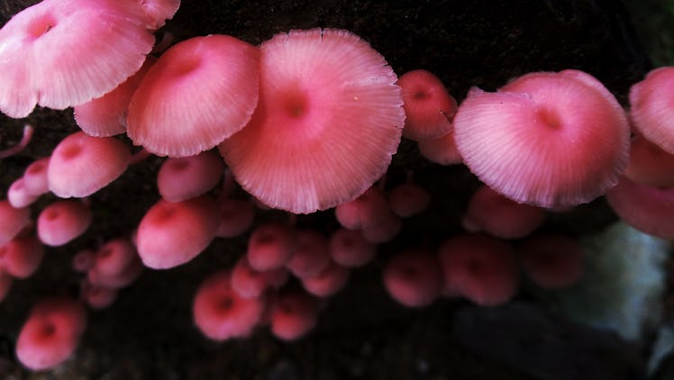 A beautiful pink mushroom
These mushrooms grow on the trunk of a tree