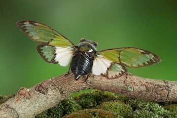 Cicadas : Odd green glasswing Alien head cicada (Salvazana mirabilis). One of world most famous and ...