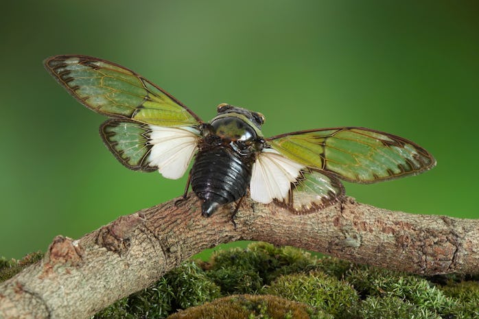 Cicadas : Odd green glasswing Alien head cicada (Salvazana mirabilis). One of world most famous and ...