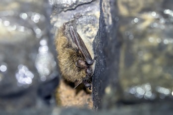 Brandt's bat (Myotis brandtii) in a fissure of a tunnel near Nismes, Namur, Belgium.