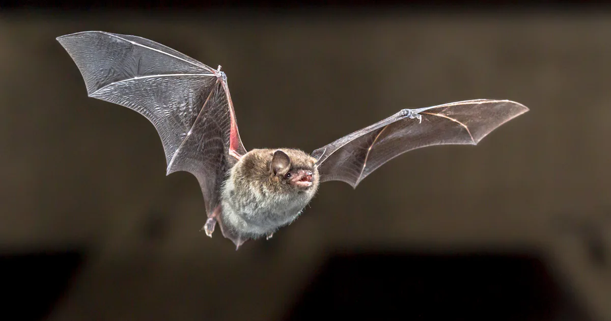 Bat Pouncing Bats growl like death metal singers and scientists finally know why