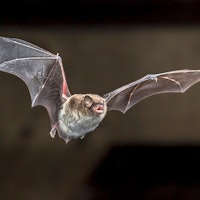 Daubentons bat (Myotis daubentonii) flying on attic of house