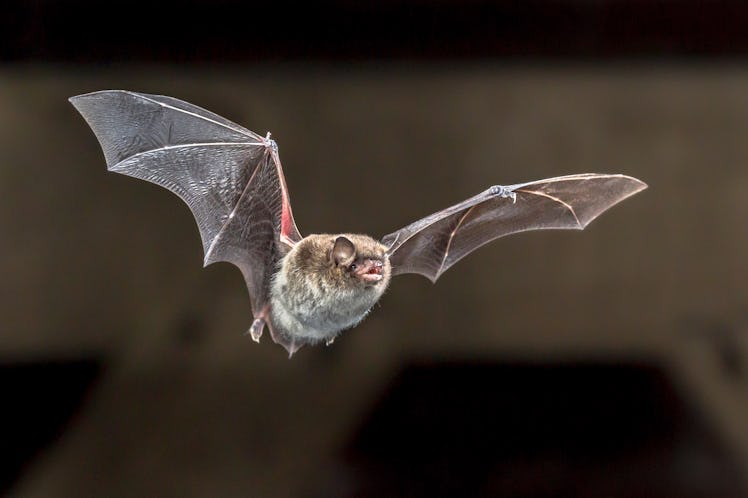 Daubentons bat (Myotis daubentonii) flying on attic of house