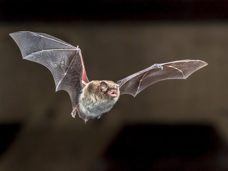 Daubentons bat (Myotis daubentonii) flying on attic of house