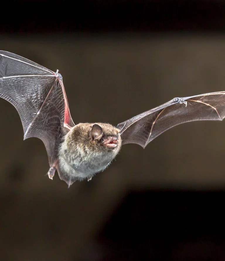 Snarling Bat Bats growl like death metal singers and scientists finally know why