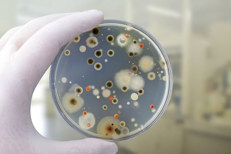 Colonies of different bacteria and mold fungi grown on Petri dish with nutrient agar, close-up view....