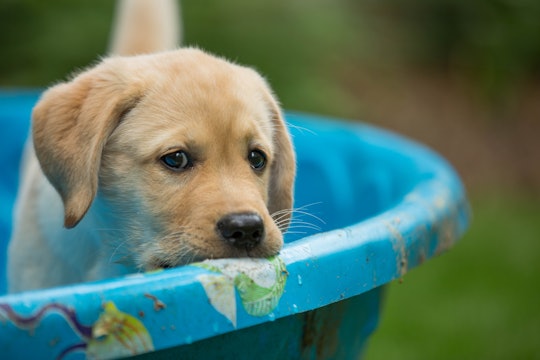 This summer, pick out one of these durable pools for your pup to swim in all summer long.