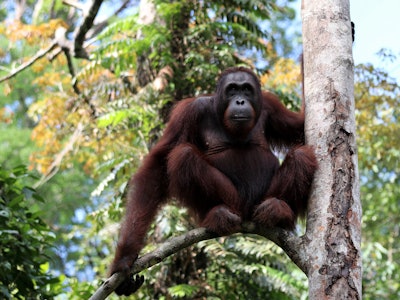 Borneo-Orang-Utan (Pongo pygmaeus) young male - Semenggoh Borneo Malaysia Asia