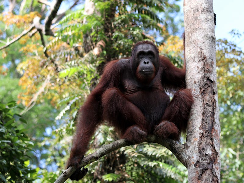Borneo-Orang-Utan (Pongo pygmaeus) young male - Semenggoh Borneo Malaysia Asia