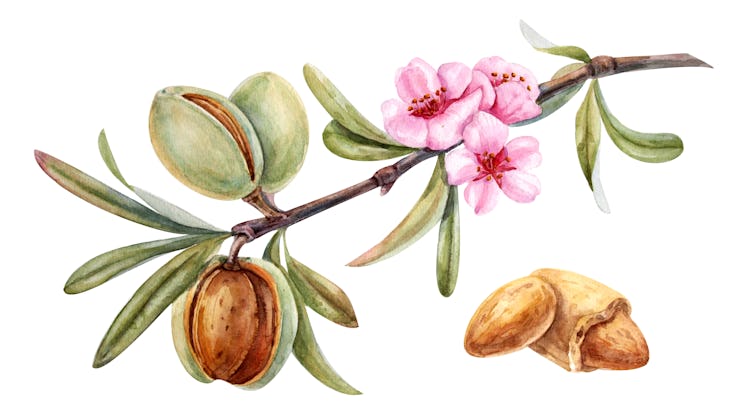watercolor almond branch with flower