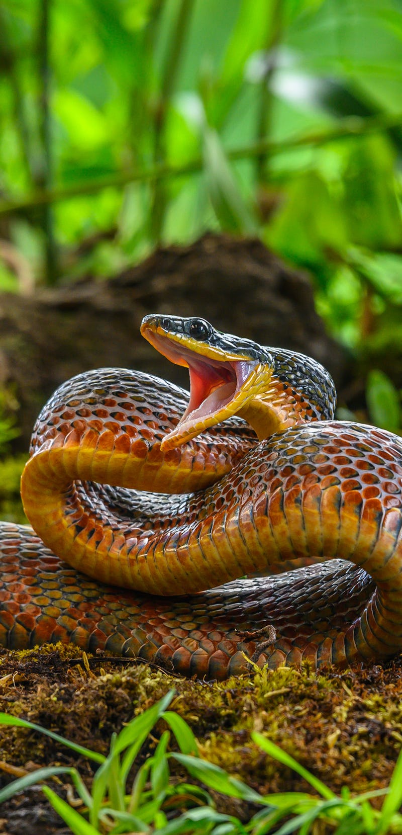 Puffing Snake - Phrynonax poecilonotus is a species of nonvenomous snake in the family Colubridae. T...