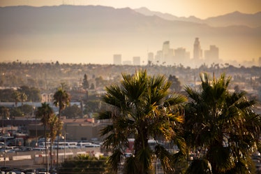 Famous Los Angeles palm trees with a polluted, smoggy Downtown in the background. Focus on foregroun...