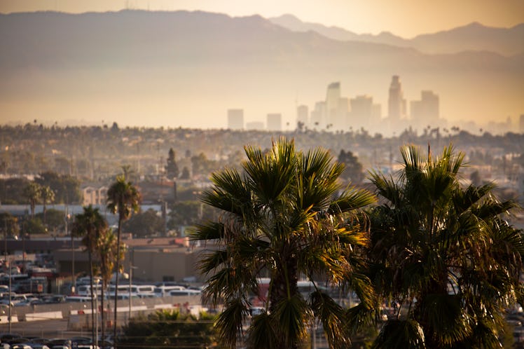 Famous Los Angeles palm trees with a polluted, smoggy Downtown in the background. Focus on foregroun...