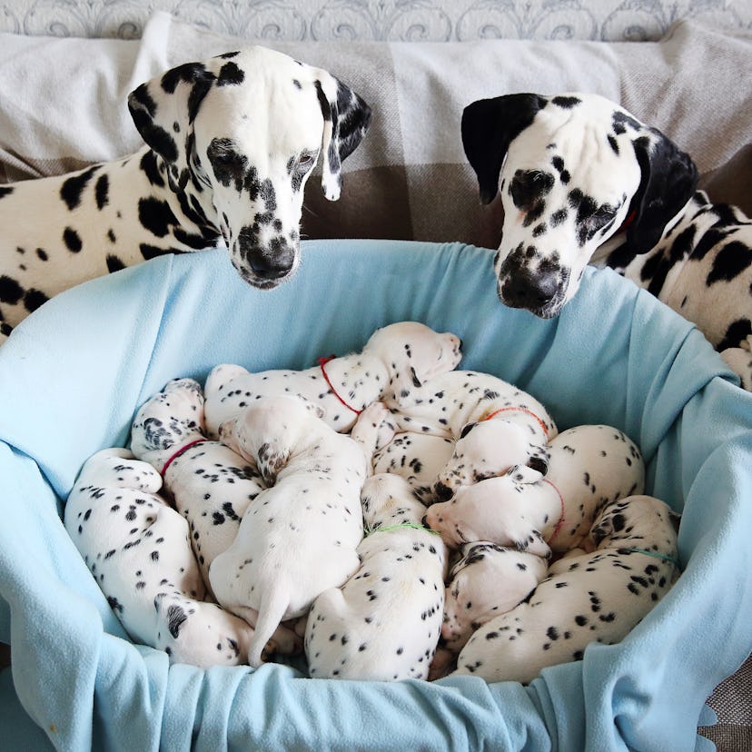 Sweet Dalmatian puppies sleep on the couch. Parents look at them