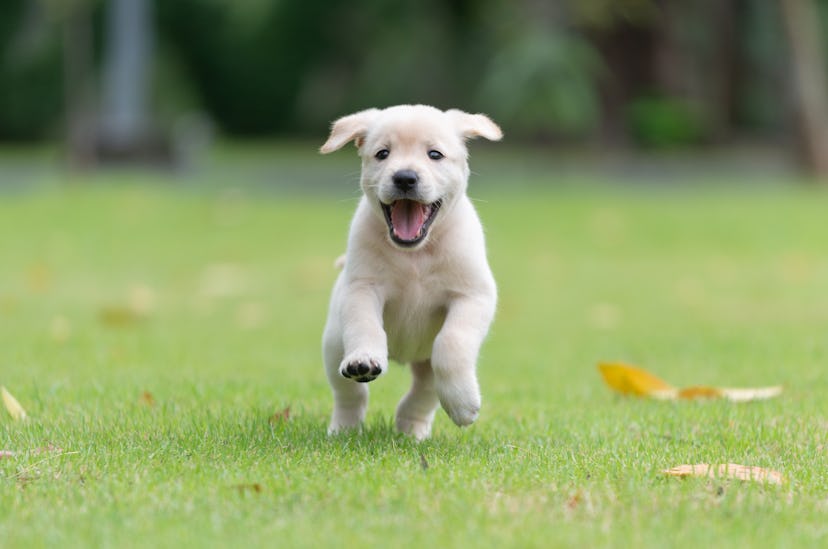 Happy puppy dog running on playground.