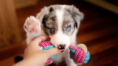 Border collie puppy with blue eyes.