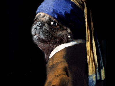 Vermeer spoof  of "Girl with a Pearl Earring" now, "Pug with a Pearl Earring" using my daughter's pu...