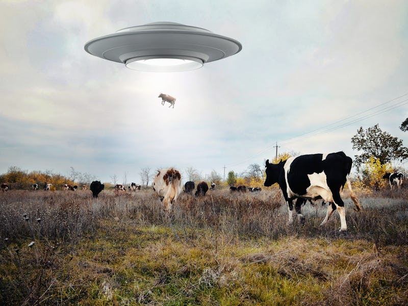 Landscape with cows and UFO. Photo with 3d rendering element