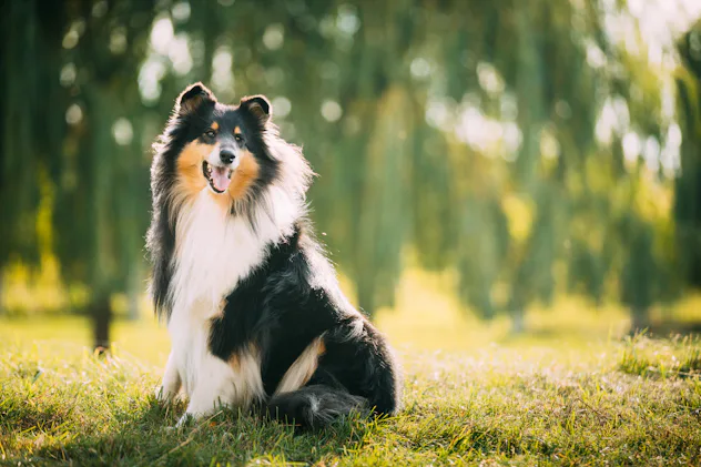 16 Most Loyal Dog Breeds To Consider Before Adding A Furry Family Member