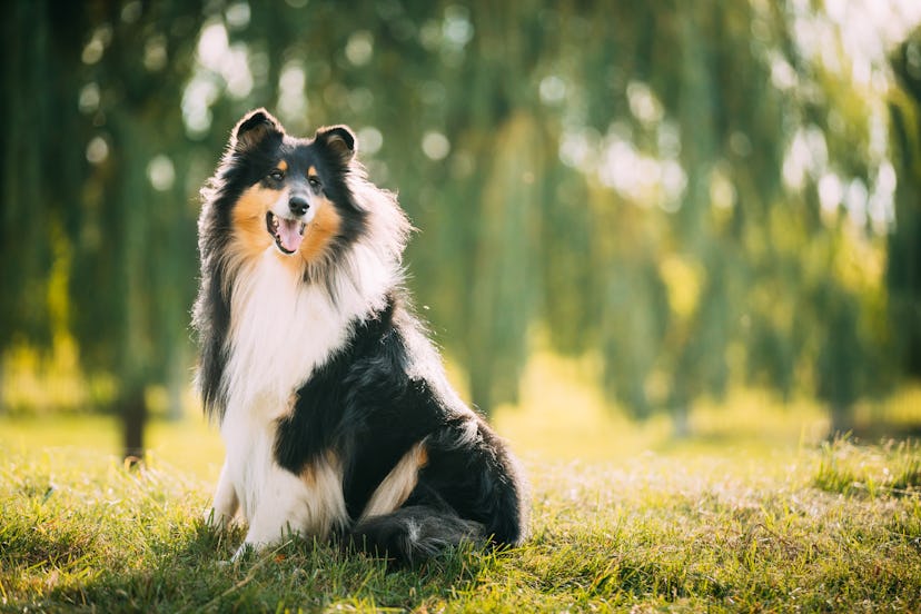 Tricolor Rough Collie, Funny Scottish Collie, Long-haired Collie, English Collie, Lassie Dog Posing ...