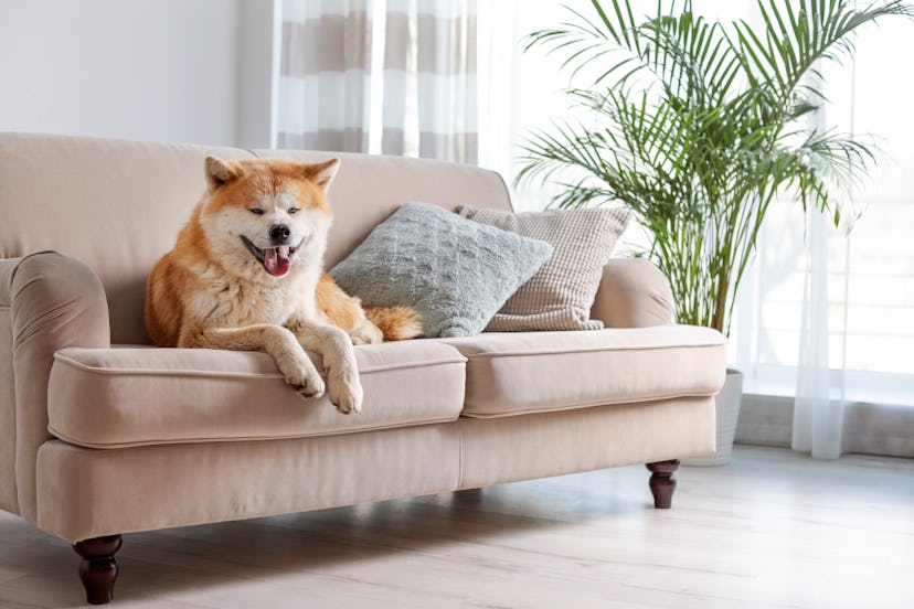 Cute Akita dog on sofa in room with houseplants