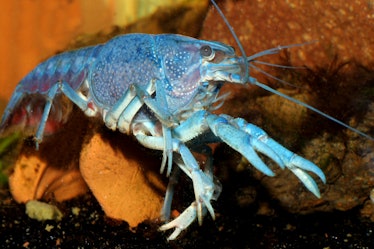  Blue crayfish (Procambarus alleni) electric blue crayfish, sapphire crayfish, or the Florida crayfi...