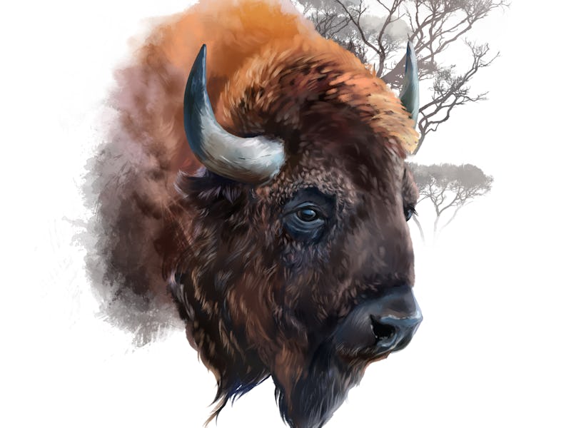 The head of a European bison. Watercolor illustration
