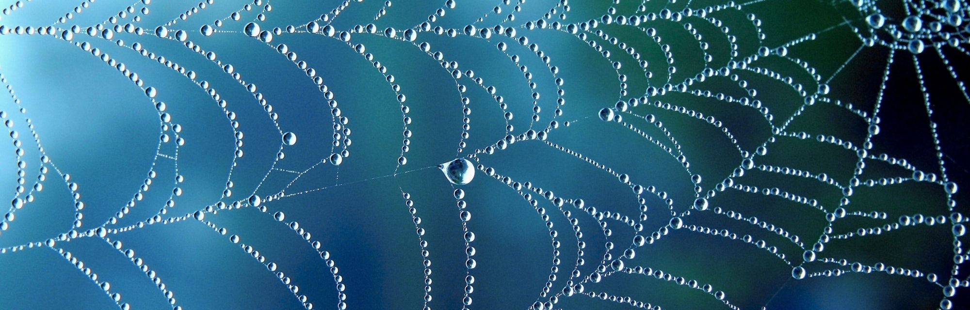 Cobweb or spiderweb natural rain pattern background close-up. Cobweb with drops of rain pattern in b...