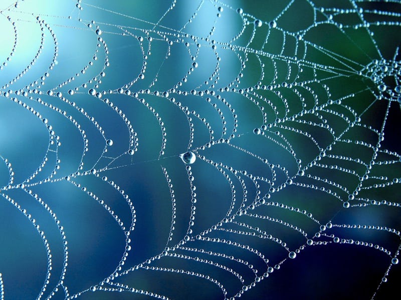 Cobweb or spiderweb natural rain pattern background close-up. Cobweb with drops of rain pattern in b...