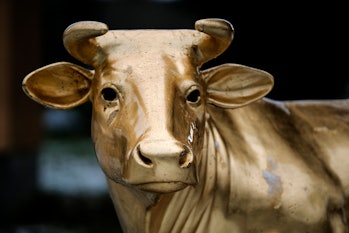 Portrait of a golden horned cow