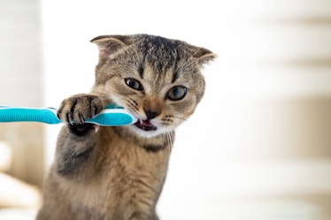 British kitten and a toothbrush. The cat is brushing his teeth