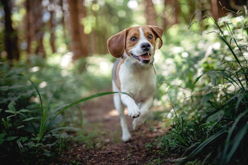 Beagle running in the forest. Happy dog have fun and is active in the nature.