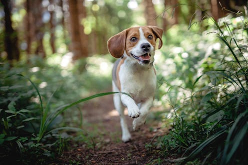 Beagle running in the forest. Happy dog have fun and is active in the nature. 