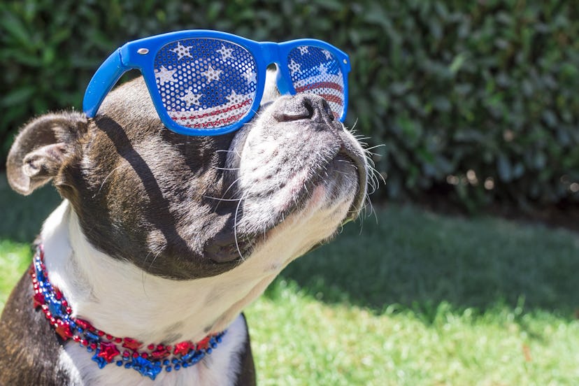 A dog wearing sunglasses with an American flag as a way of celebrating fourth of July alone