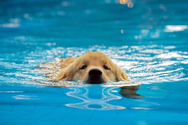 Golden Retriever Puppy Exercise in Swimming Pool