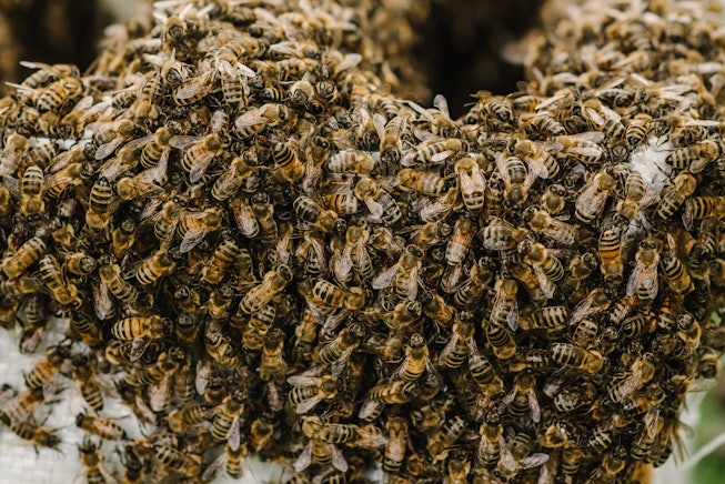 Selective focus. Close up of bees. Swarm of bees, their thousands and the queen bee. Catching the be...
