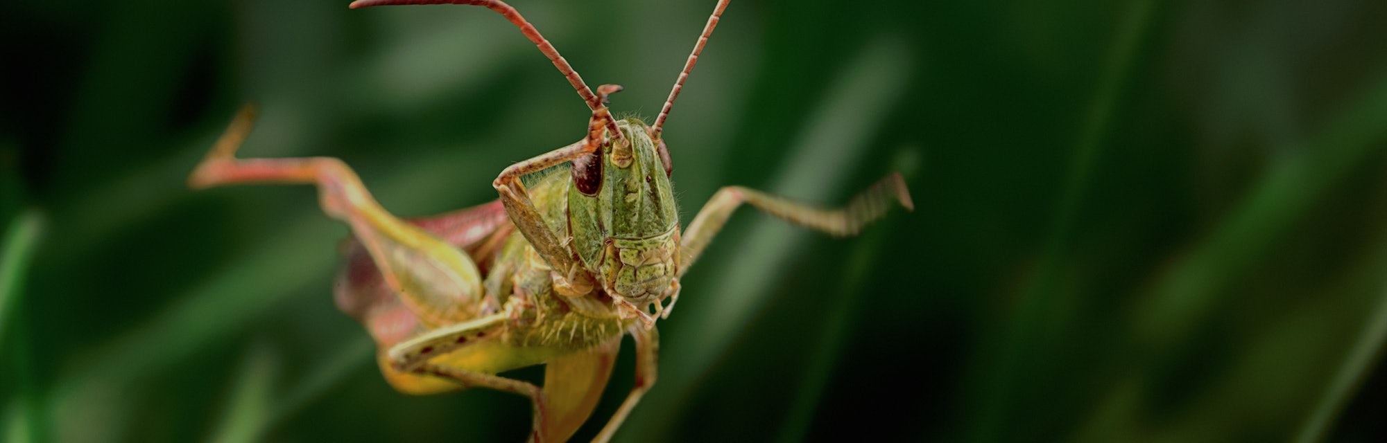 Grasshopper jump close up, insect macro 