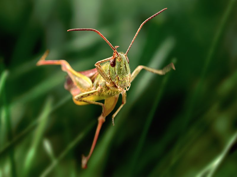Grasshopper jump close up, insect macro