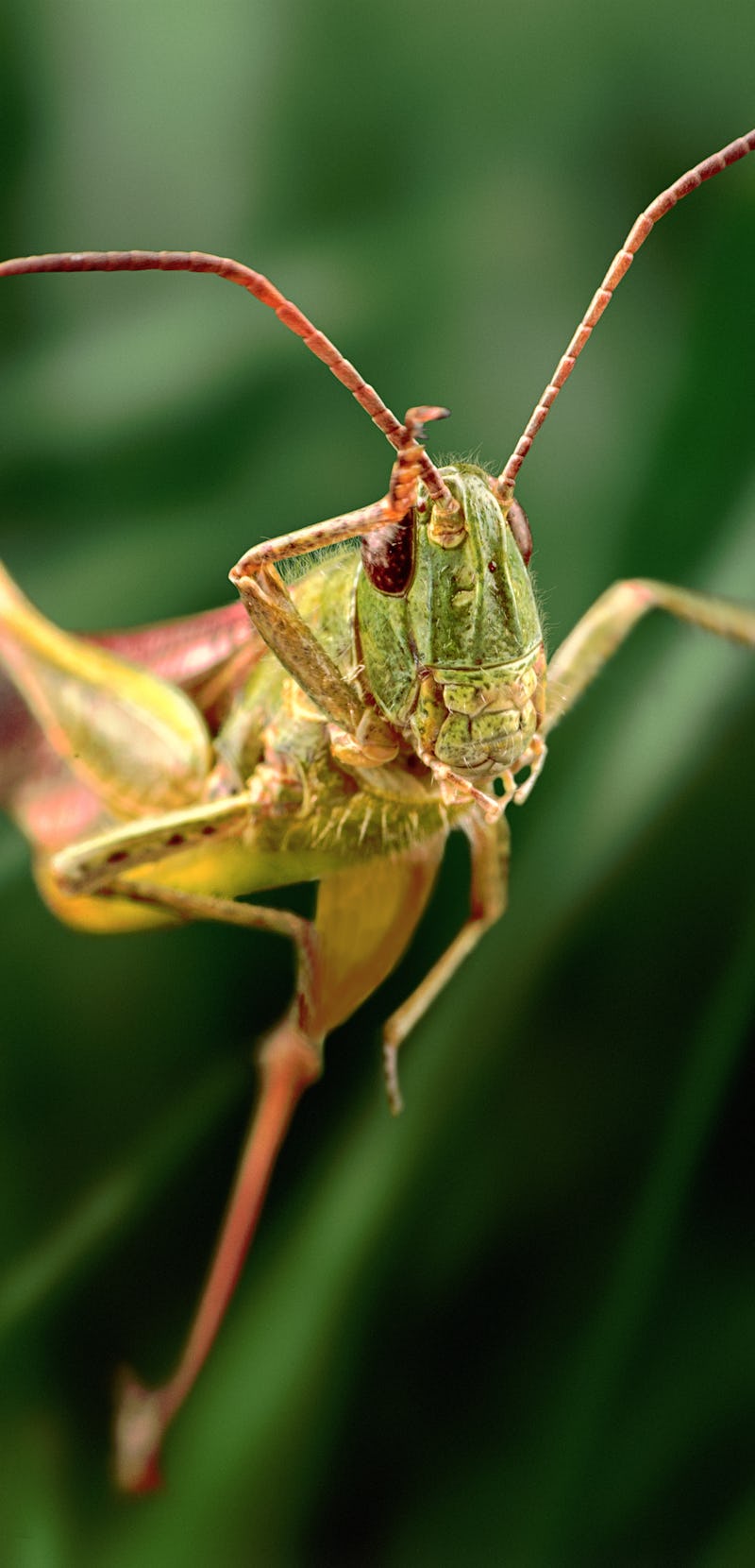 Grasshopper jump close up, insect macro 