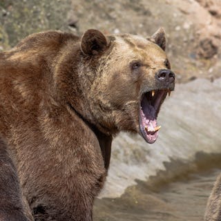 brown bear with wide open snout