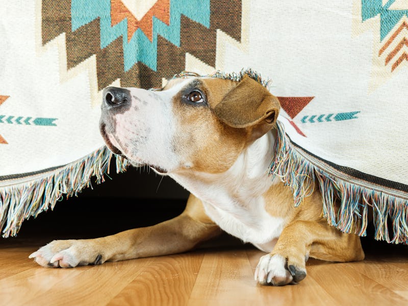 The dog hides under the sofa and looks up frightened. The concept of dog's anxiety about thunderstor...