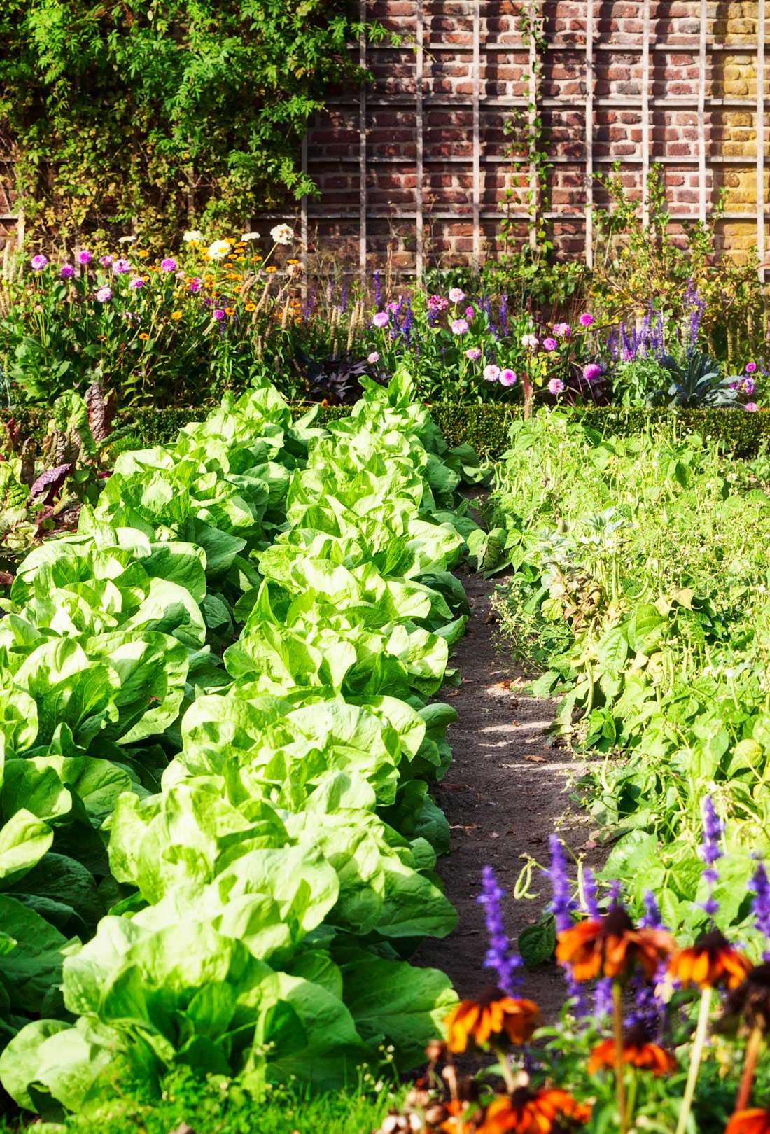 Vegetable garden in late summer. Herbs, flowers and vegetables in backyard formal garden. Eco friend...