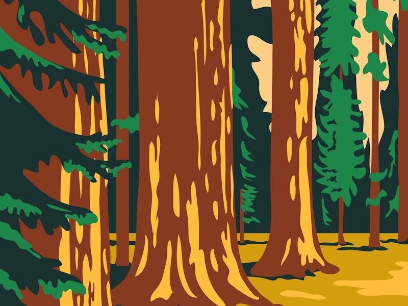 Sequoia and Kings Canyon National Park in Sierra Nevada California United States Poster Art