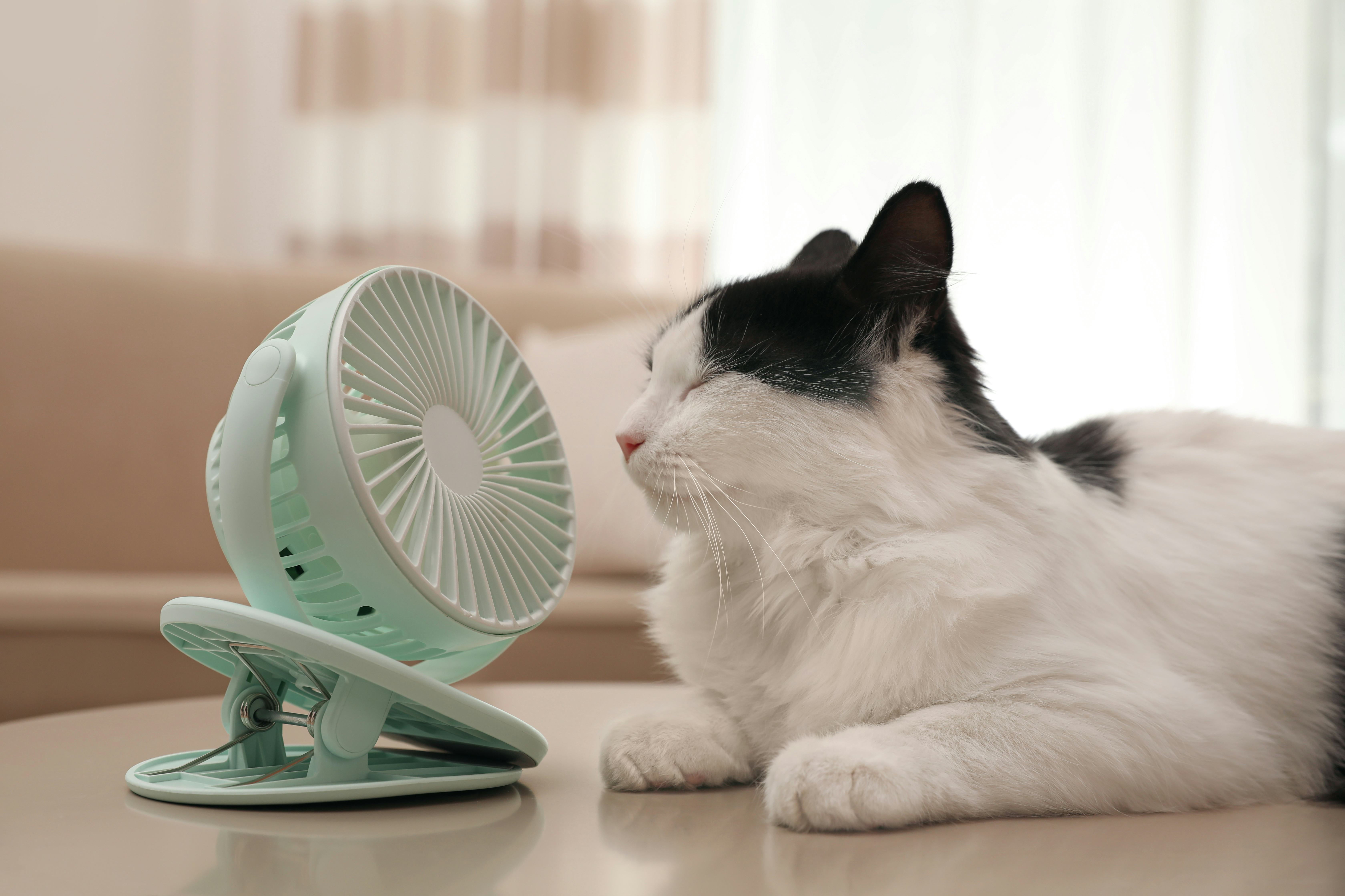 Cute fluffy cat enjoying air flow from fan on table indoors. Summer heat