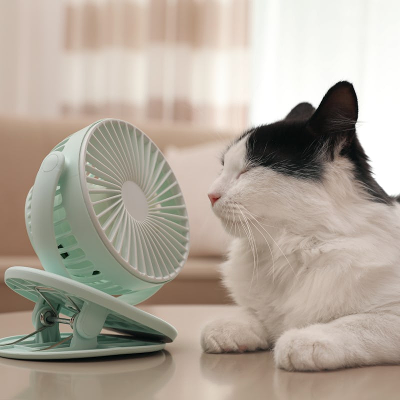 Cute fluffy cat enjoying air flow from fan on table indoors. Summer heat