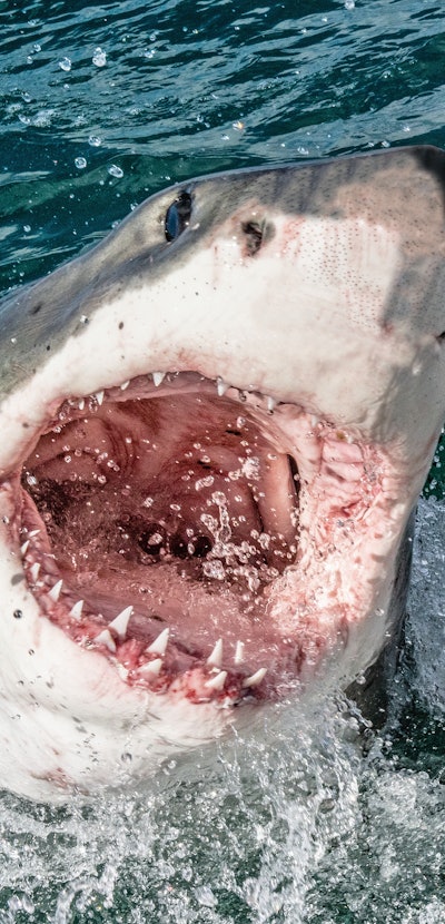 Great white shark with open mouth. Attacking Great White Shark  in the water of the ocean. Great Whi...